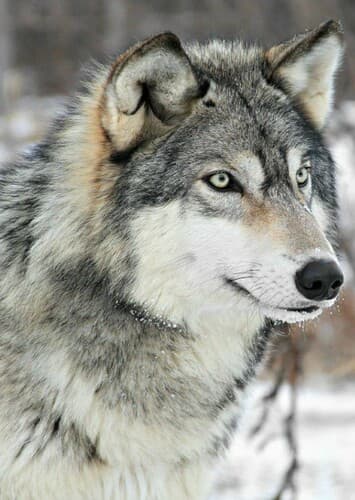 Gray Wolf
