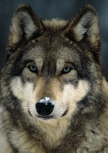 Gray Wolf