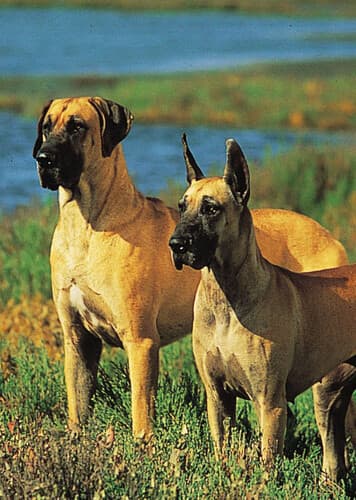 Great Dane