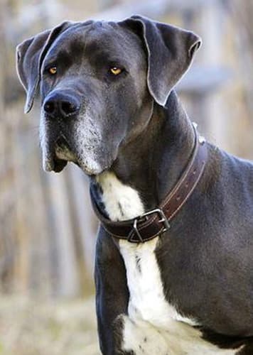 Great Dane Dog