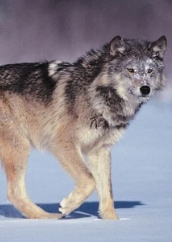 Grey Wolf