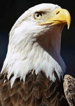 Griffin The Bald Eagle