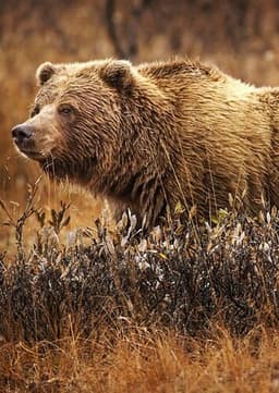 Grizzly Bear