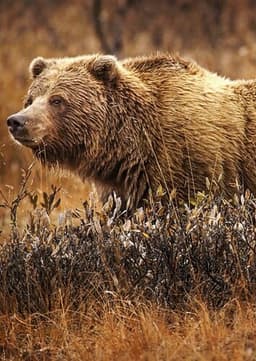 Grizzly Bear