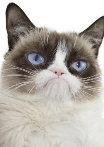 Grumpy Cat