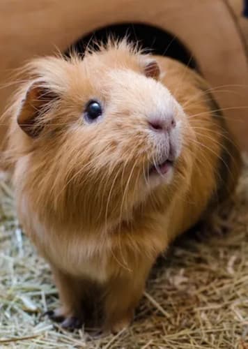 Guinea Pig