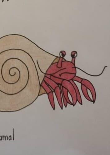 Hermit crab