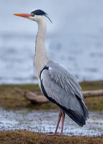 Heron (Generic)