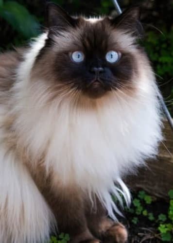 Himalayan Cat