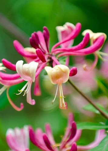 Honeysuckle
