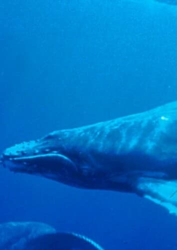 Humpback whale