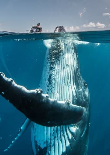 Humpback Whale