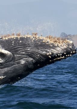 Humpback Whale