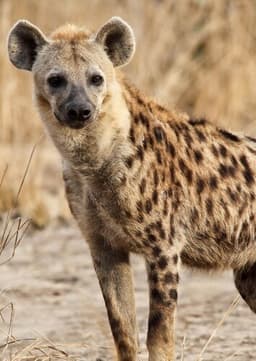 Hyena
