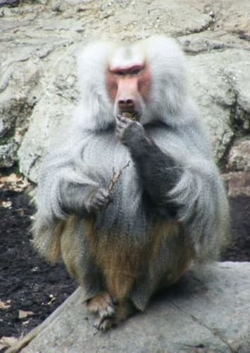 I R Baboon