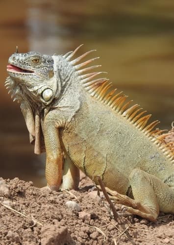 Iguana