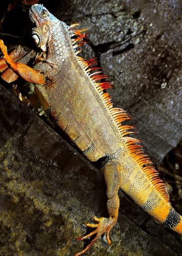 Iguana
