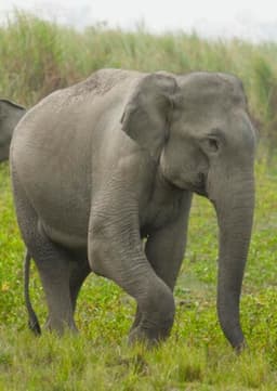 Indian Elephant