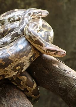 Indian Python