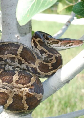 Indian Python
