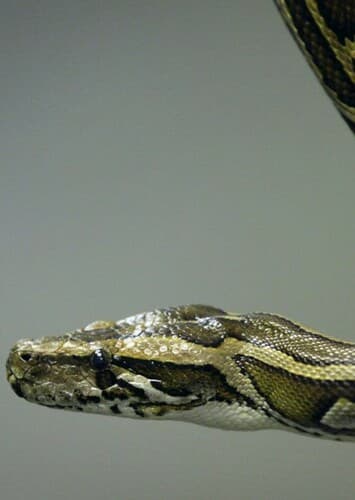 Indian Python