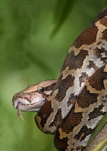 Indian Python