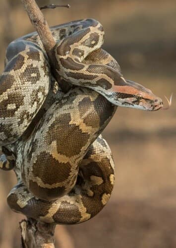 Indian Python
