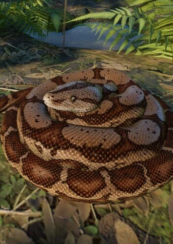 Indian Python