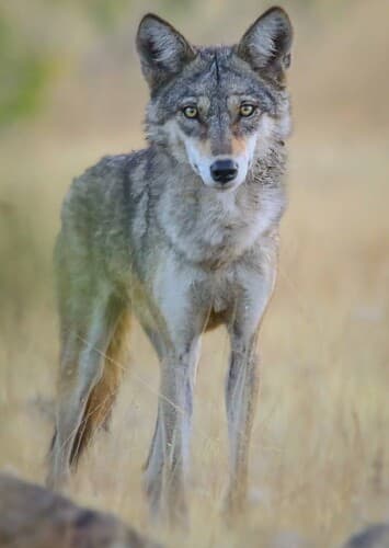 Indian wolf 1