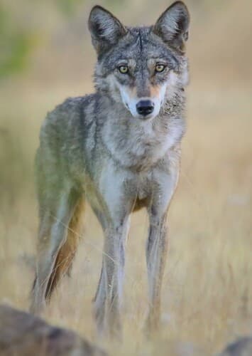 Indian wolf