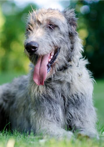 Irish Wolfhound