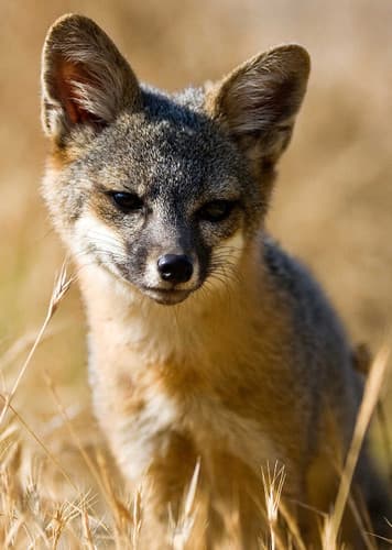 Island Fox