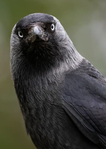 Jackdaw