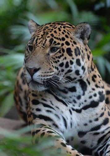 Jaguar