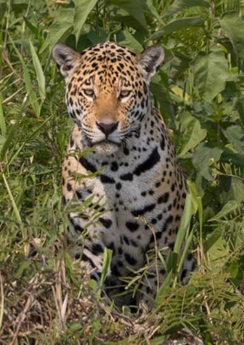 Jaguar