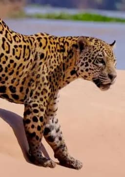 Jaguar