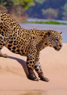 Jaguar