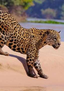 Jaguar