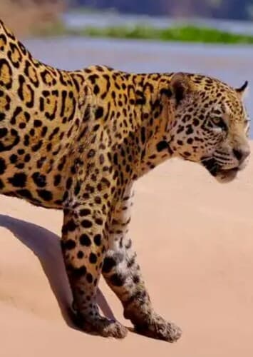 Jaguar