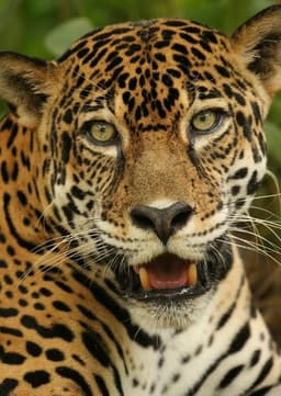 Jaguar