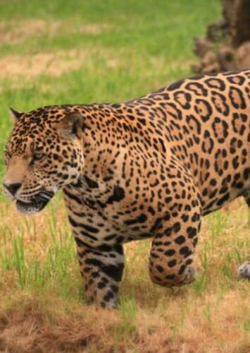 Jaguar