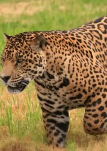 Jaguar
