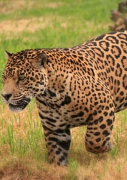 Jaguar