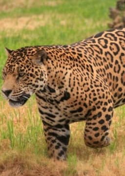 Jaguar