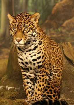 Jaguar