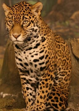 Jaguar