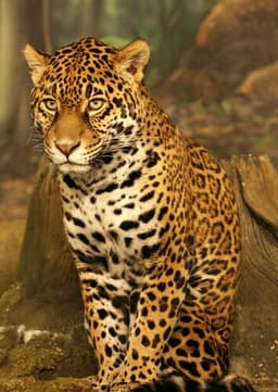 Jaguar