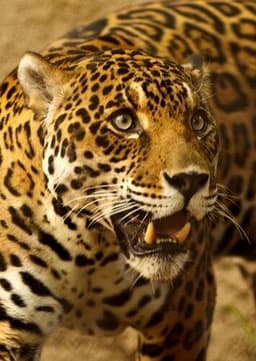 Jaguar