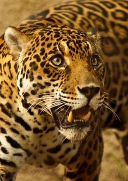 Jaguar