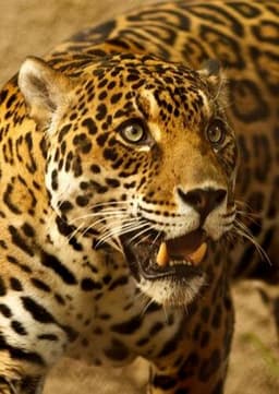 Jaguar
